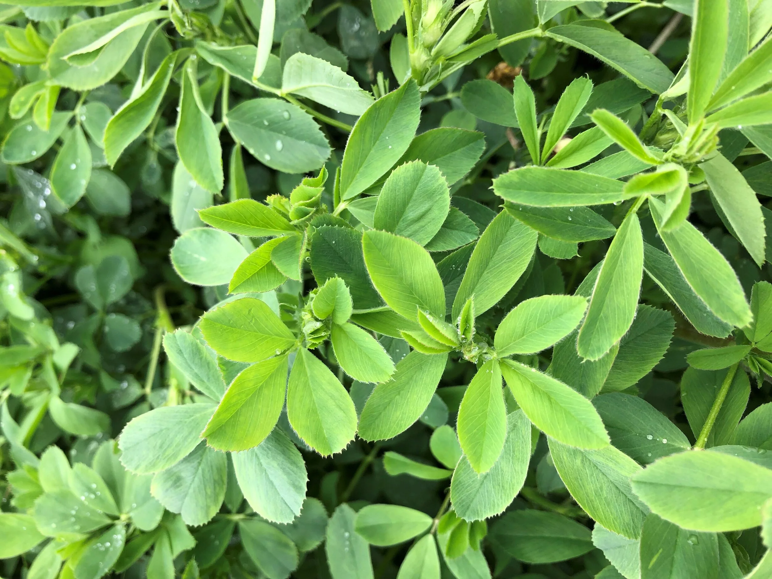 Alfalfa - CISCO Brand — CISCO Farm Seed